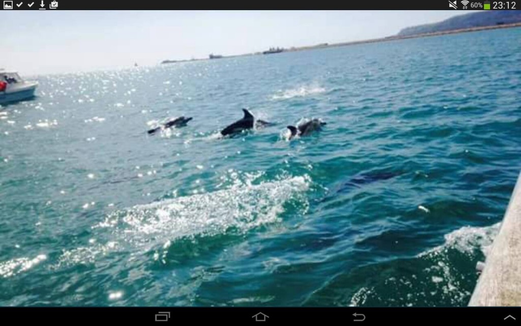 Leanne Chapwicks photo of Dolphins in Weymouth Bay 2015
